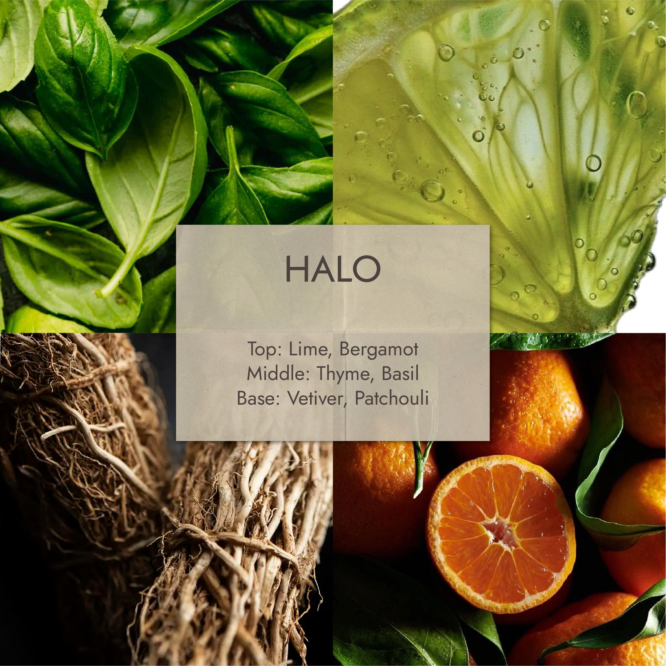 HALO — Lime Basil & Mandarin